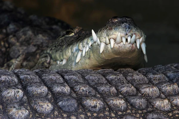 Crocodilo Jacaré Carnívoro Animal — Fotografia de Stock