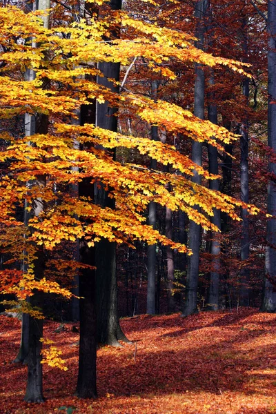 Буковые Леса Золотой Осенью — стоковое фото