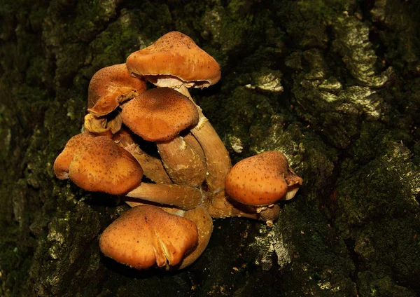 Pilzwachstum Naturbotanik Pilzflora — Stockfoto