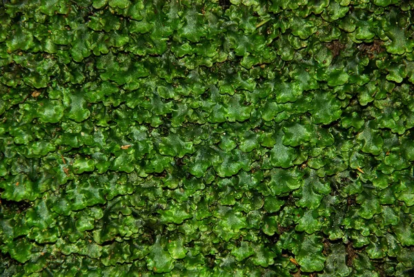 Mooi Botanisch Schot Natuurlijk Behang — Stockfoto