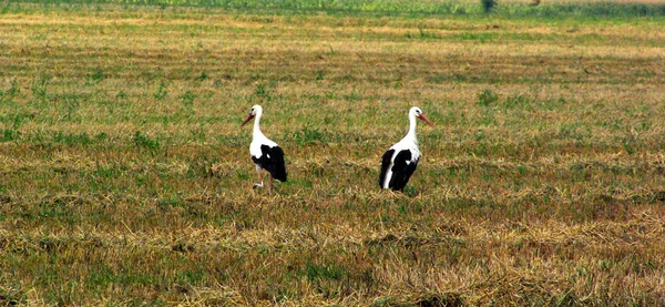 Vacker Utsikt Över Vacker Stork Fågel Naturen — Stockfoto