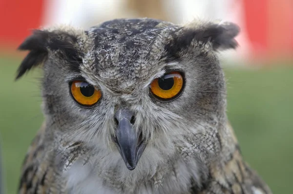 closeup view of eagle owl at wild nature