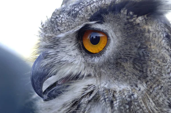 closeup view of eagle owl at wild nature