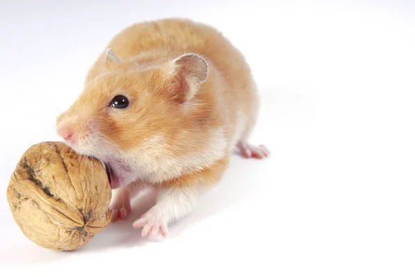 Hamster Etend Een Rode Appel — Stockfoto