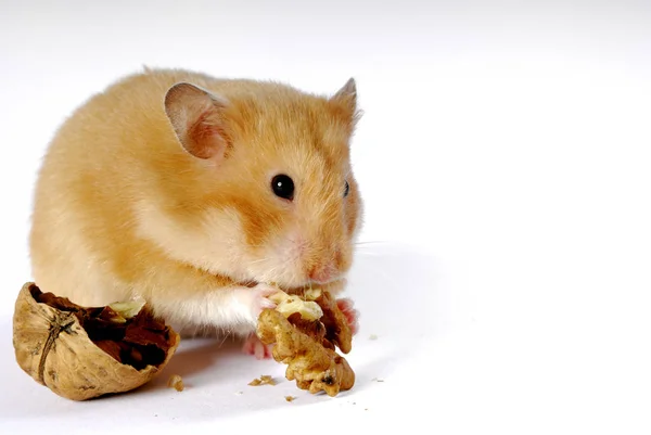 Hamster Eten Een Wortel — Stockfoto
