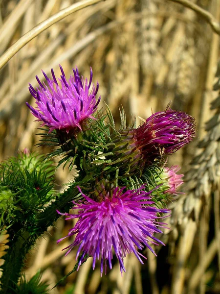 Wildblumen Flora Und Natur — Stockfoto