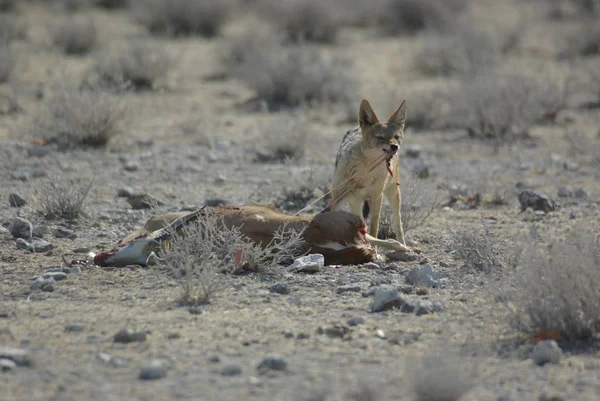 Les Chacals Sont Type Canin Animaux Qui Sont Liés Aux — Photo