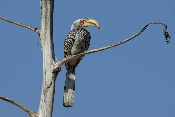 Scenic View Beautiful Bird Nature — Stock Photo, Image