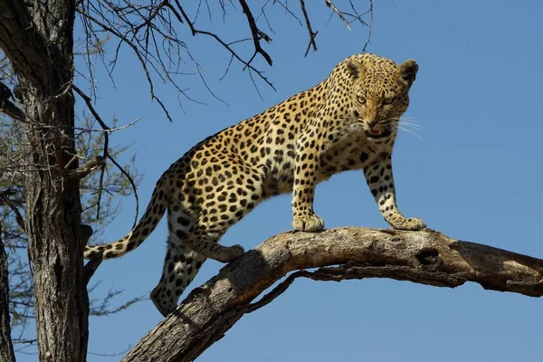 Leopard Predator Big Cat — Stock Photo, Image