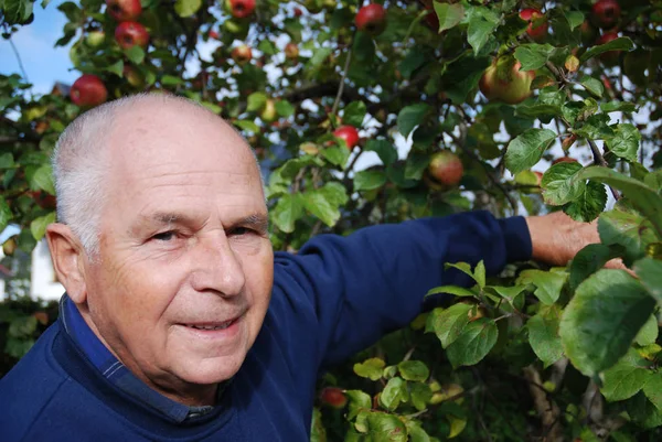 Ηλικιωμένος Μηλιά — Φωτογραφία Αρχείου