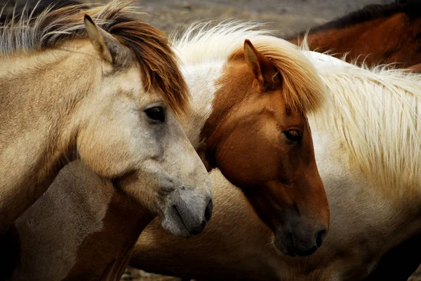 Sont Parmi Les Chevaux Les Robustes Tout Ils Restent Aussi — Photo