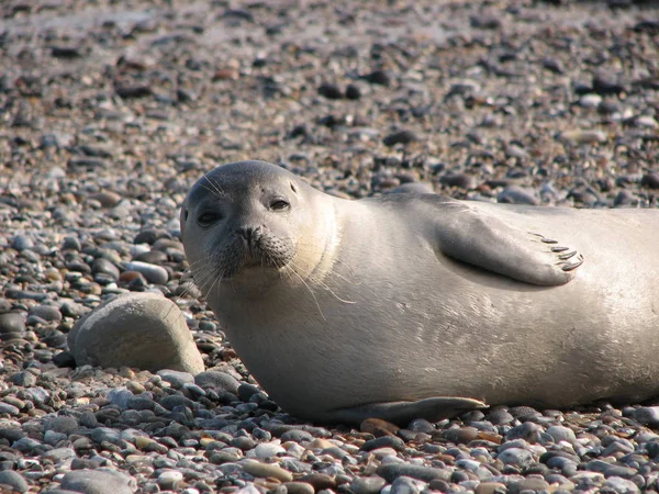 Recorded Dune Neighboring Island Helgoland — Stock Photo, Image