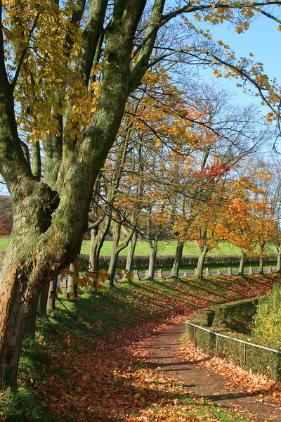 Schöne Bunte Herbstblätter — Stockfoto