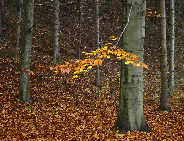 Δάσος Οξιάς Φθινόπωρο — Φωτογραφία Αρχείου