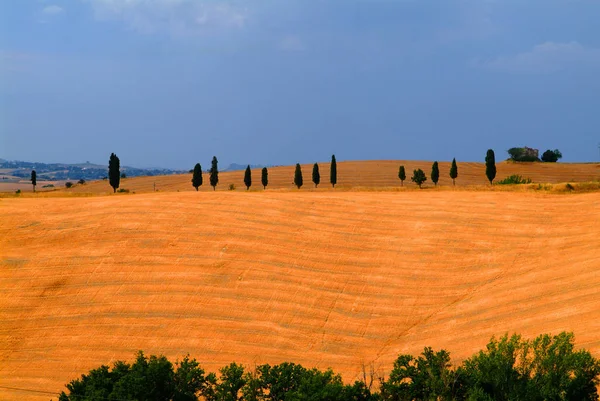 Panorama Vineyard Field — Stock Photo, Image