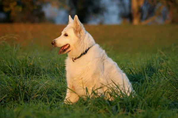 White Jemad What Breed Although Myself Have Dog Familiar Only — Stock Photo, Image