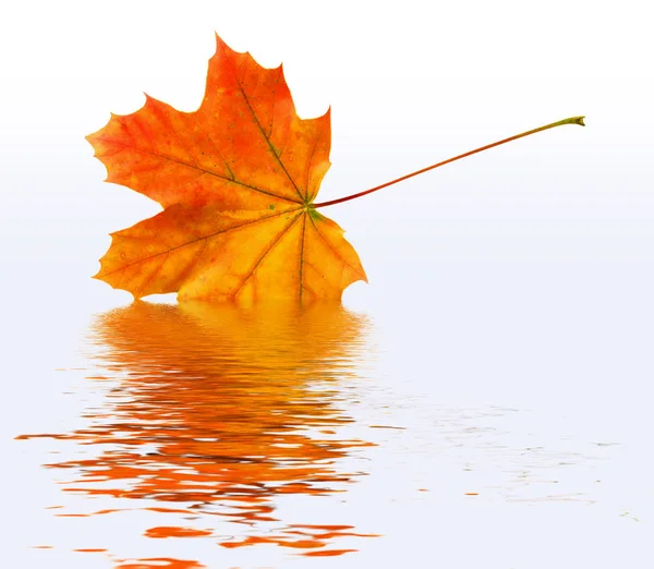 Prachtig Kleurrijk Herfstblad — Stockfoto