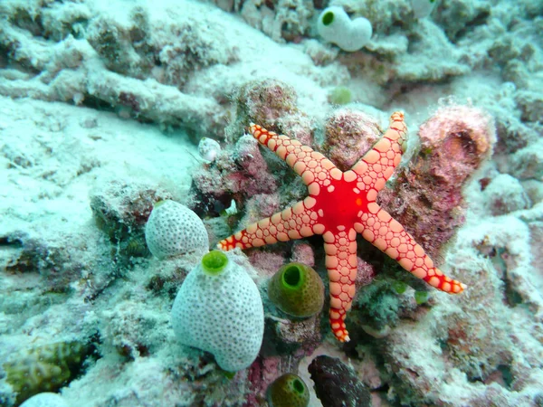 Bintang Laut Makhluk Air — Stok Foto