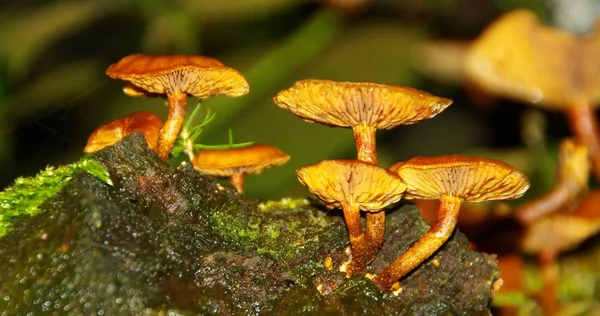 Mushrooms Growing Fungus Flora Botany — Stock Photo, Image