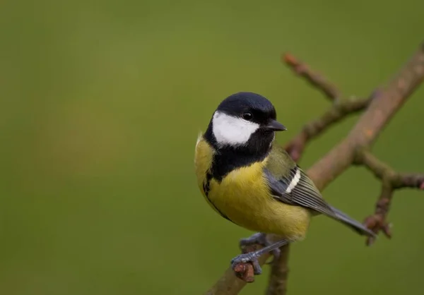 Fortfarande Liten Fågel — Stockfoto