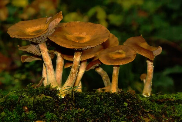 Funghi Crescita Flora Fungina Botanica — Foto Stock