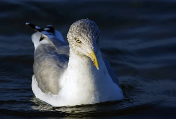 Schilderachtig Uitzicht Prachtige Zilveren Meeuw Natuur — Stockfoto