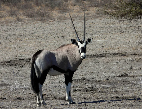 Oryx Antelope 동물상 — 스톡 사진