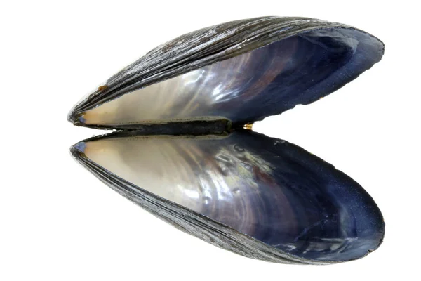 Mussels White Background — Stock Photo, Image