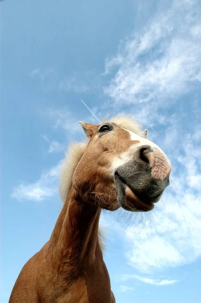 Hästar Utomhus Dagen — Stockfoto