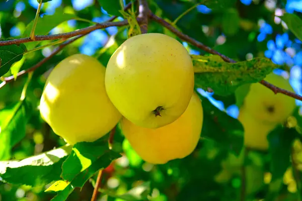 Makellose Apples Golden Delicious — Stock Photo, Image