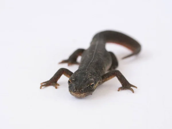 Petit Lézard Sur Fond Blanc — Photo