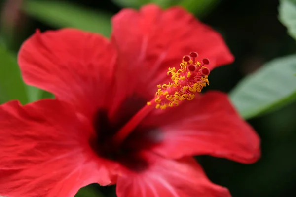 Escénico Hermosa Flor Hibisco Colorido — Foto de Stock