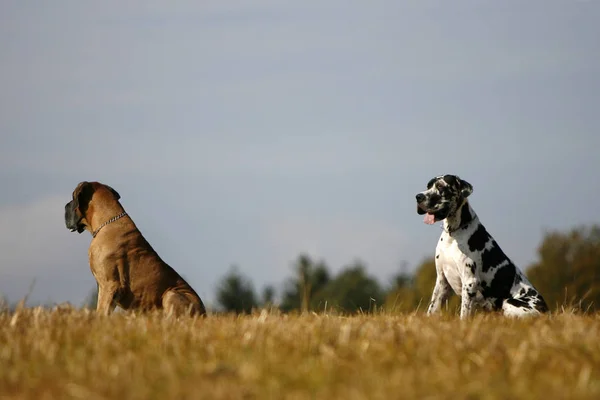 Два Собаки Пастухи Бігають Полі — стокове фото