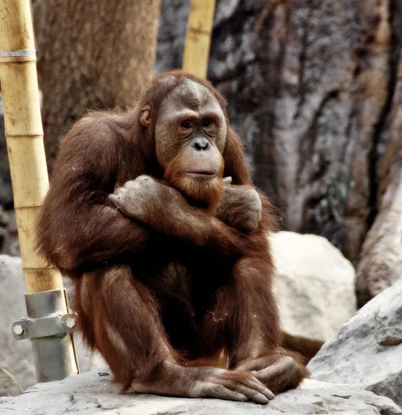 動物園での動物の閉鎖 — ストック写真