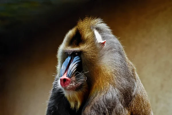 Monkey Ape Primate Animal — Stock Photo, Image