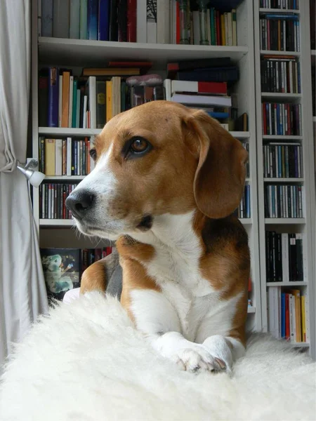 Beagle Sitzt Vor Bücherregal — Stockfoto