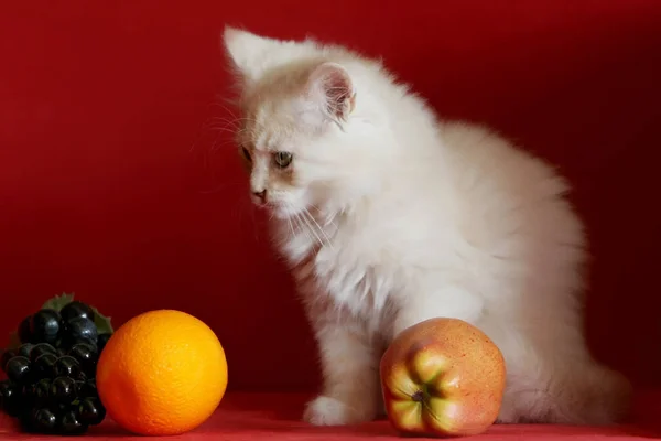 Retrato Lindo Gato — Foto de Stock