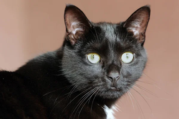 Retrato Gato Bonito — Fotografia de Stock