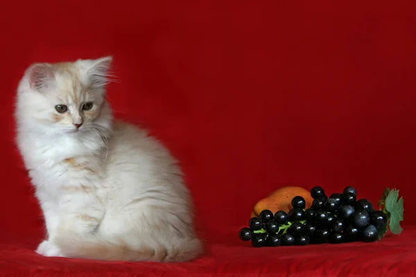 Portret Van Een Schattige Kat — Stockfoto