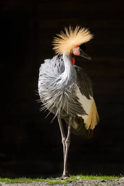 Vista Panorámica Las Hermosas Aves Grullas — Foto de Stock