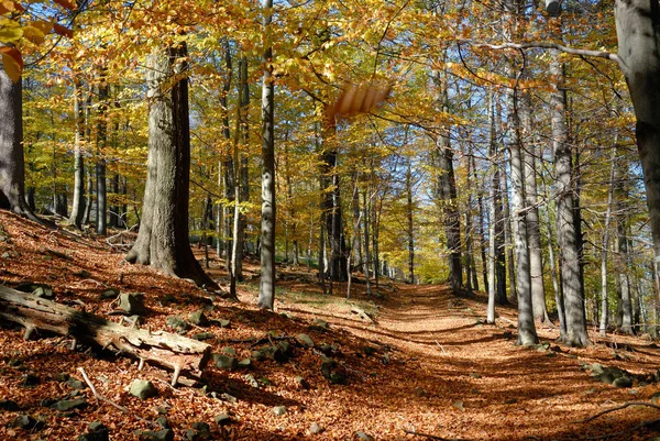 Bellissimo Scenario Della Foresta — Foto Stock