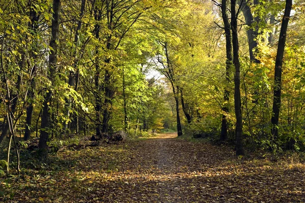 Φθινόπωρο Στο Πάρκο Δάσος — Φωτογραφία Αρχείου