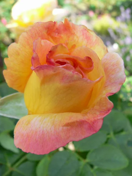 Fleurs Roses Pétales Flore — Photo