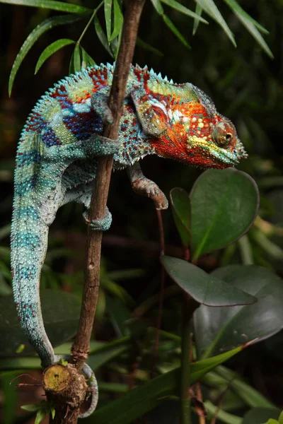 Тварина Хамелеон Рептилія Тропічної Ящірки — стокове фото