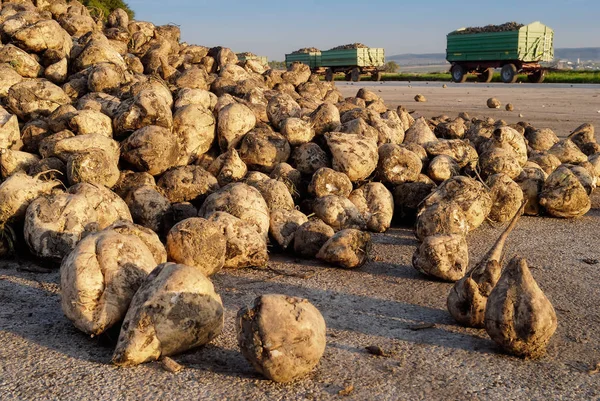 Taze Şeker Ülkesine — Stok fotoğraf