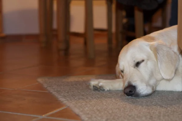 Erholsamer Schlafender Hund Tier — Stockfoto