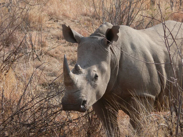 Afrikanisches Tier Nashornwesen Fauna — Stockfoto