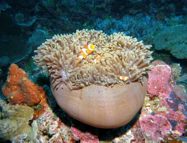 Pez Payaso Arrecife Submarino Con Peces — Foto de Stock