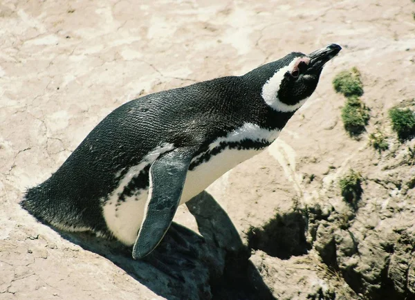 Vista Pinguim — Fotografia de Stock