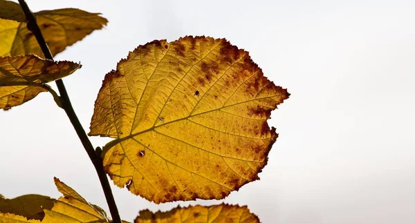 Hojas Otoño Árbol —  Fotos de Stock